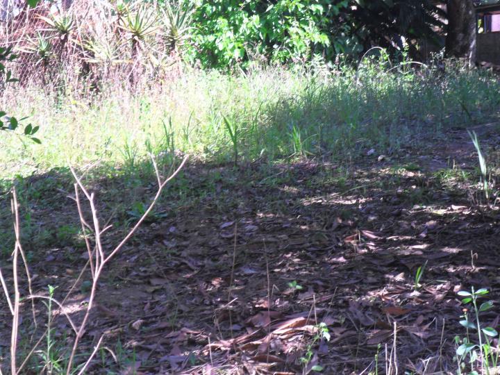 Chácara à venda com 1 quarto, 1000m² - Foto 2