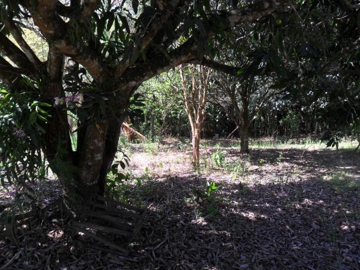 Chácara à venda com 1 quarto, 1000m² - Foto 4