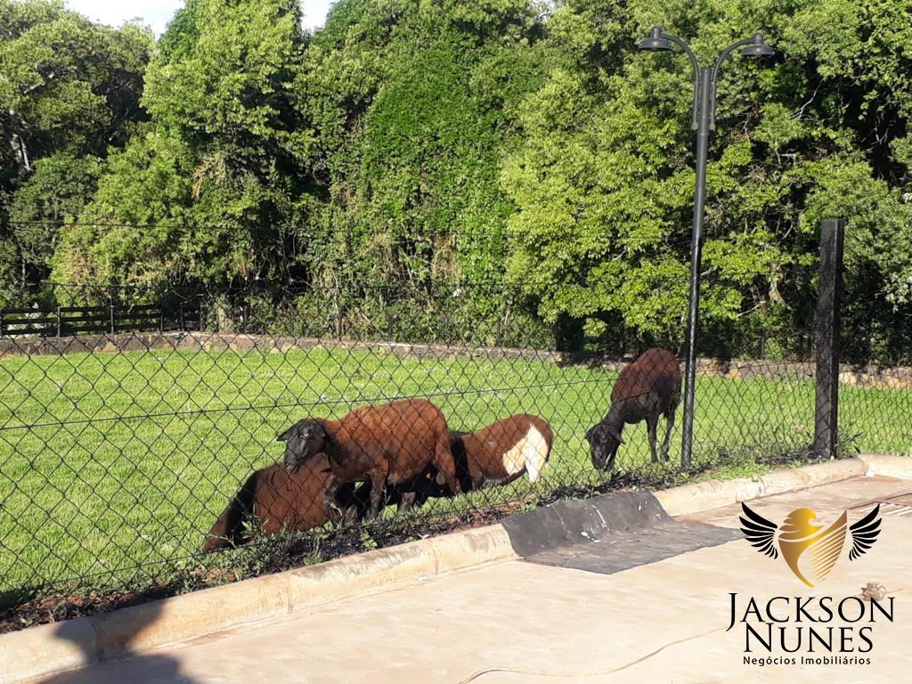 Chácara, 6 hectares - Foto 19